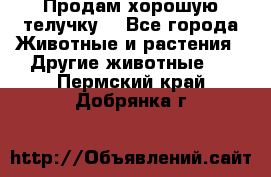 Продам хорошую телучку. - Все города Животные и растения » Другие животные   . Пермский край,Добрянка г.